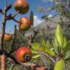 Pyrus amygdaliformis