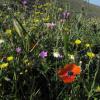 Field in Throkalou, Mani, Greece