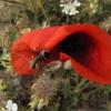 Latrodectus tredecimguttatus - Mediterranean Black Widow Spider