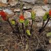 Arum fruits