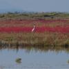 Amvrakikos Wetlands