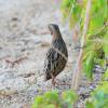 Corn Crake on Qaru Island