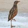 Corn Crake on Qaru Island