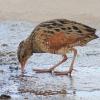 Corn Crake on Qaru Island