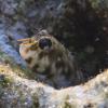 Orangedotted Blenny (Aris Vidalis, KTCP, June 2011)