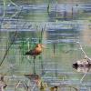 Black-tailed Godwit, a rare sight in Attika; at Loutros, near the Airport.