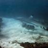 Blacktip Reef Shark (Carcharinus melanopterus) in Qaru (Aris Vidalis, KTCP, June