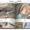 Birds of Kuwait - A Comprehensive Visual Guide