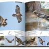 Birds of Kuwait - A Comprehensive Visual Guide