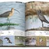 Birds of Kuwait - A Comprehensive Visual Guide