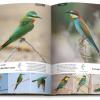 Birds of Kuwait - A Comprehensive Visual Guide