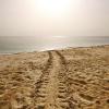 KTCP - Sea-turtles nesting on Kuwait Islands