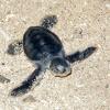 KTCP - Sea-turtles nesting on Kuwait Islands