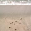 KTCP - Sea-turtles nesting on Kuwait Islands