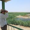 Summer waterbirds on Kuwait Bay