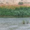 Summer waterbirds on Kuwait Bay