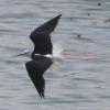 Summer waterbirds on Kuwait Bay