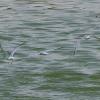 Summer waterbirds on Kuwait Bay