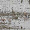 Summer waterbirds on Kuwait Bay