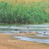 Summer waterbirds on Kuwait Bay