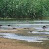 Summer waterbirds on Kuwait Bay