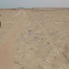 Summer waterbirds on Kuwait Bay