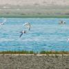 Summer waterbirds on Kuwait Bay