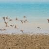 Summer waterbirds on Kuwait Bay