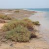 Summer waterbirds on Kuwait Bay