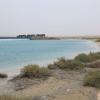 Summer waterbirds on Kuwait Bay