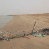 Summer waterbirds on Kuwait Bay