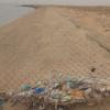 Summer waterbirds on Kuwait Bay