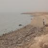 Summer waterbirds on Kuwait Bay