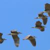 Night Herons in Schinias National Park, Greece (photo by aris Vidalis)