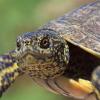 Freshwater turtle in Schinias National Park, Greece (photo by aris Vidalis)