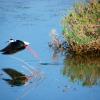 Black-necked stilt breeding at Oroklini.