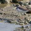 Little-ringed plover; perfect camouflage.