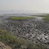 Mudskipper burrows - Warba Mudflats 