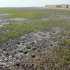 Mudskipper burrows - Warba Mudflats