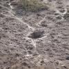 Mudskipper and his burrow - Warba Mudflats