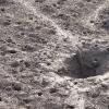 Mudskipper and his burrow - Warba Mudflats