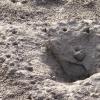 Mudskipper and his burrow - Warba Mudflats