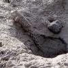 Mudskipper and his burrow - Warba Mudflats