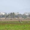 Record Sociable Lapwing flock, Salalah, Oman December 2010 (Daniel Lopez Velasco