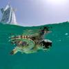 Dubai Turtle Rehabilitation Project