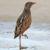 Corn Crake on Qaru Island