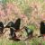 Flock of Glossy Ibis at Schinias-Marathon National Park.