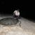 KTCP - Sea-turtles nesting on Kuwait Islands