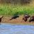 Glossy Ibises feeding in Schinias, Greece  (photo by aris Vidalis)