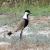 Spur-winged Plover, a rare breeder.